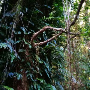 rainforest-springbrook-mountain-3.jpg