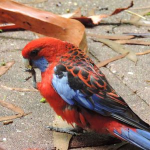 springbrook-mountain-king-parrot-bird.jpg
