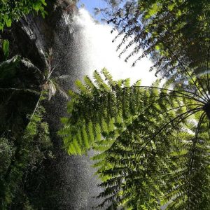 waterfall-springbrook-5.jpg